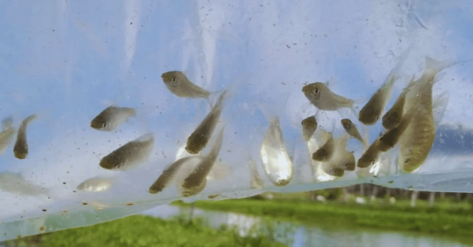 Peces nativos para combatir mosquitos: una alternativa ecológica al uso de&nbsp;insecticidas